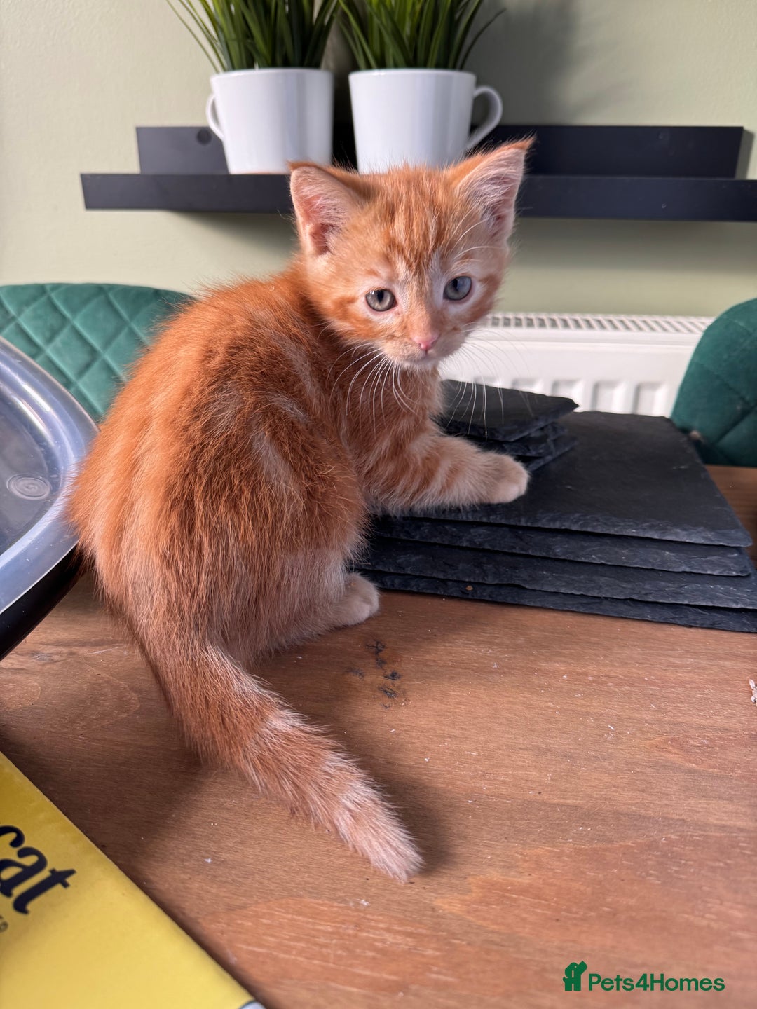 Domestic Shorthair cats for sale: Ginger Kittens - Advert 7