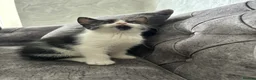 Domestic Shorthair cats for sale: 🐾Fluffy black and white kittens🐾 - Advert 13