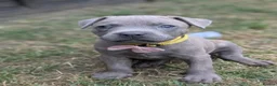 Staffordshire Bull Terrier dogs for sale: Stunning staff x puppies - Advert 6