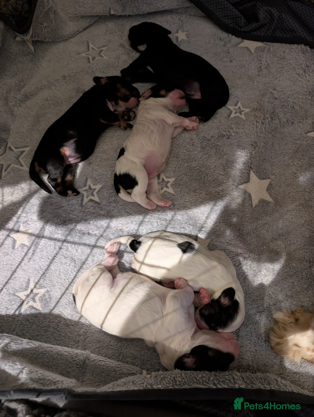 Cockapoo dogs for sale: Beautiful little of 5 Cockerpoos - Advert 37