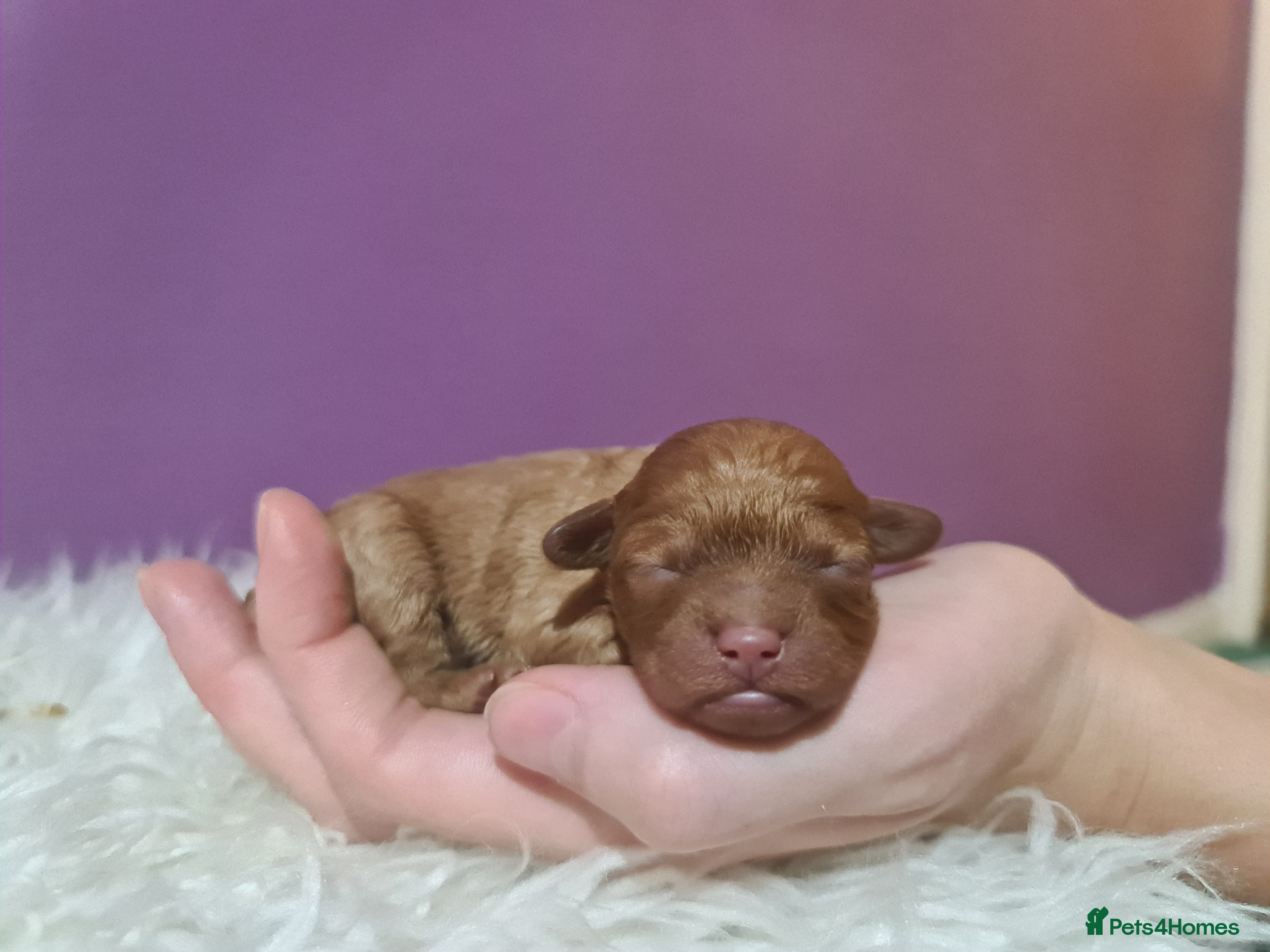 Toy Poodle dogs Last one beautiful toy poodle  - Advert 4