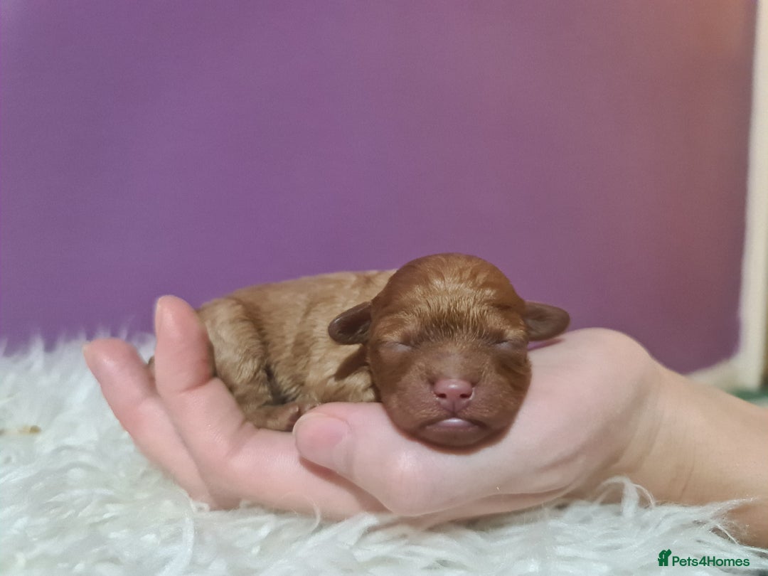 Toy Poodle dogs for sale: Beautiful toy poodle  - Advert 7