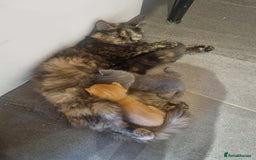 Mixed Breed cats for sale: 1 Ginger boy and 1 Tabby girl available  - Image 1