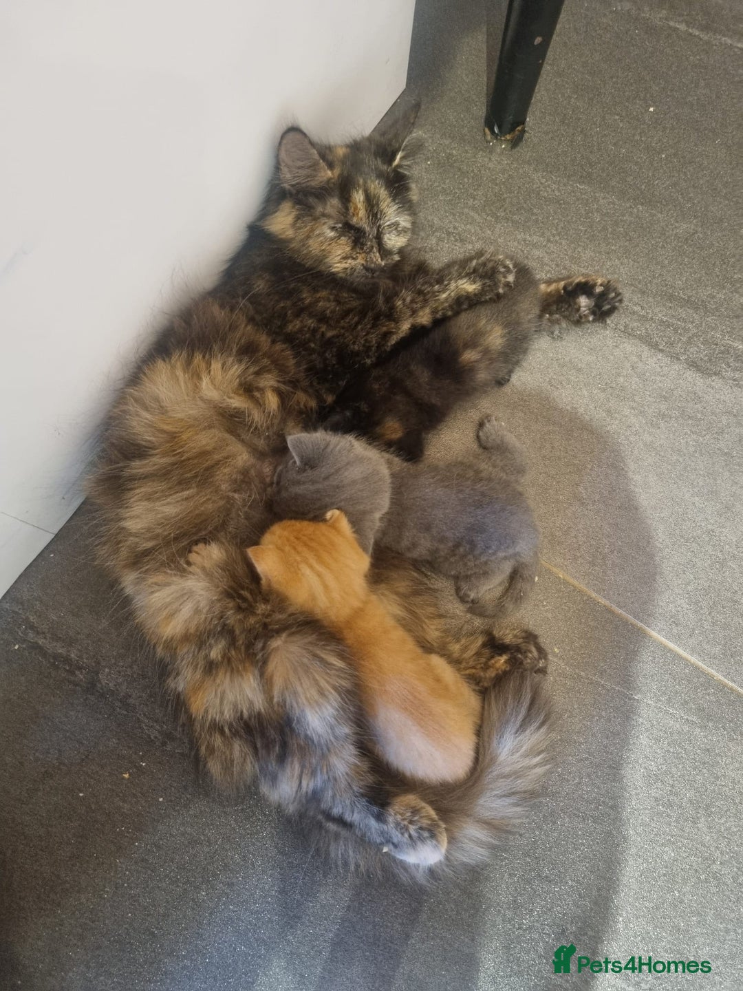 Mixed Breed cats for sale: 1 Ginger boy and 1 Tabby girl available  - Image 1