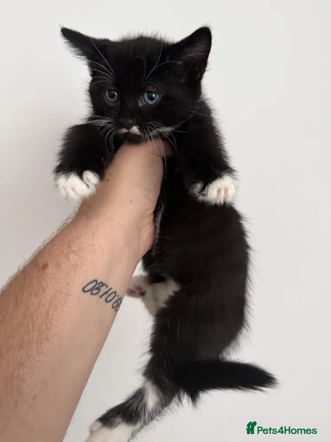 Mixed Breed cats for sale: Male tuxedo kitten  - Advert 1