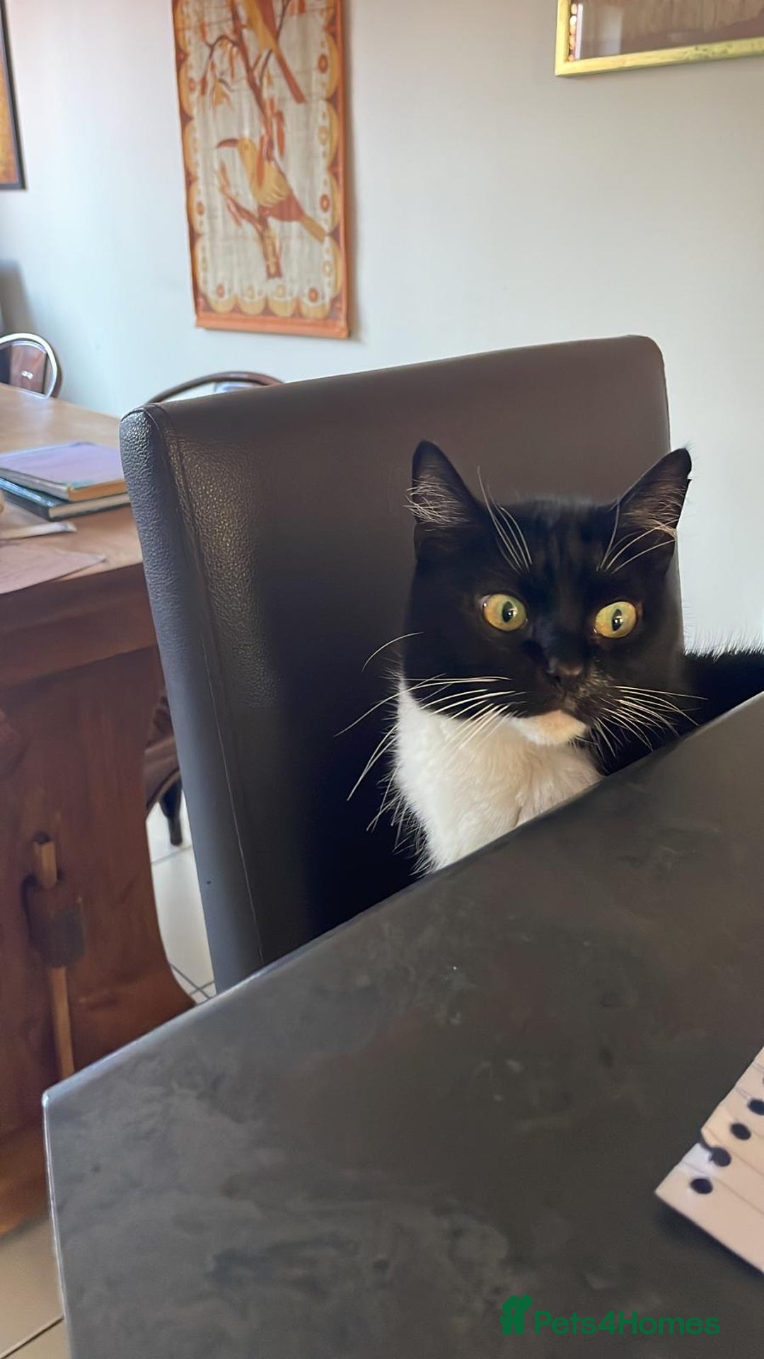 Mixed Breed cats for sale: Beautiful 10yr old female cat for rehoming - Advert 1