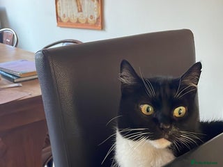 Mixed Breed cats Beautiful 10yr old female cat for rehoming - Advert 9