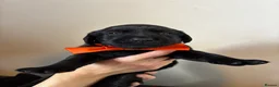 Labrador Retriever dogs for sale: 9 beautiful Labrador puppies  - Advert 13