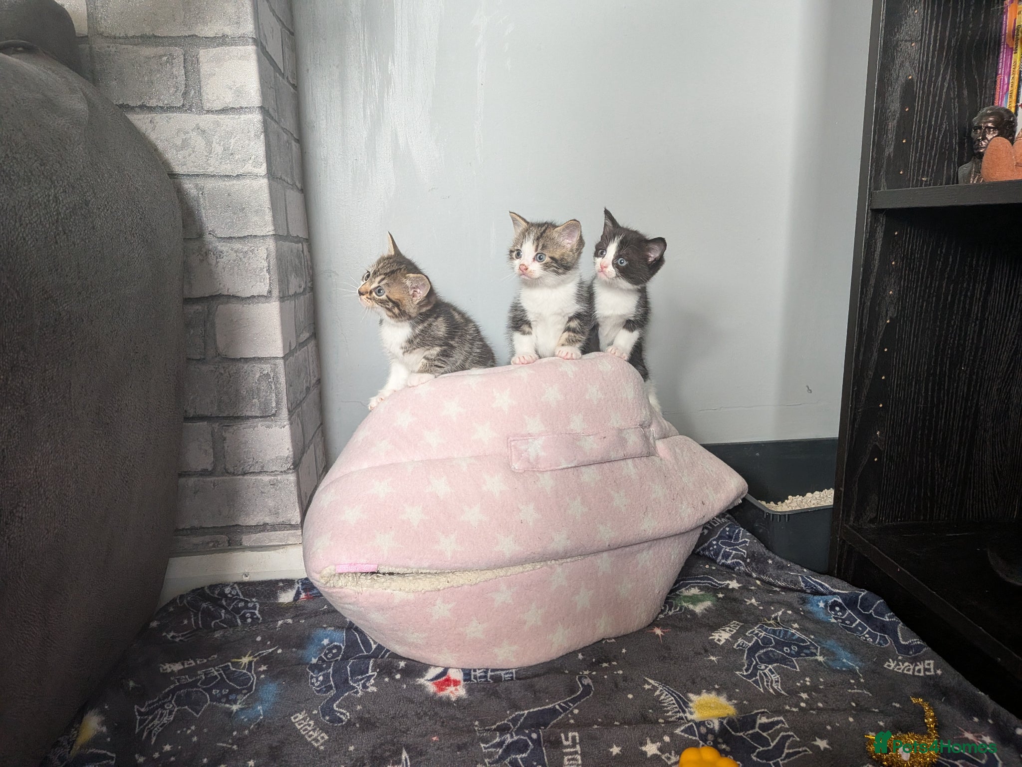 Mixed Breed cats Kittens - Advert 18