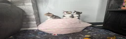 Mixed Breed cats for sale: Kittens - Advert 1