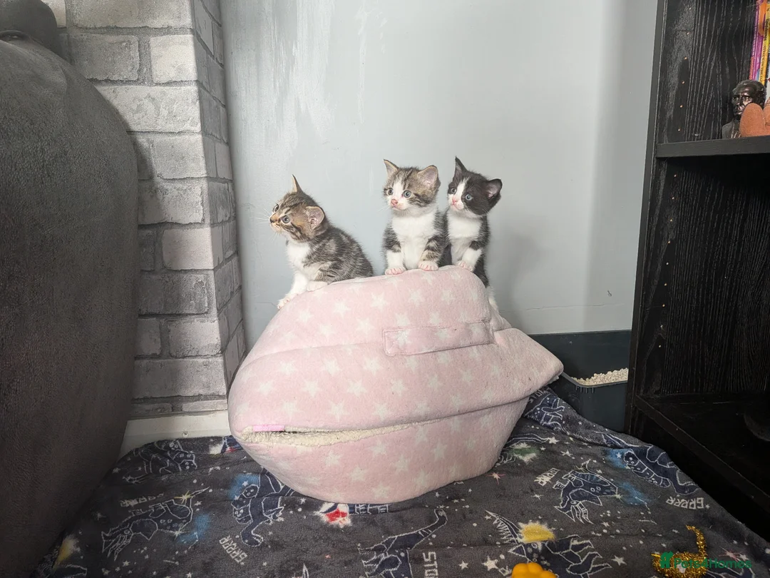 Mixed Breed cats for sale: Kittens - Advert 1