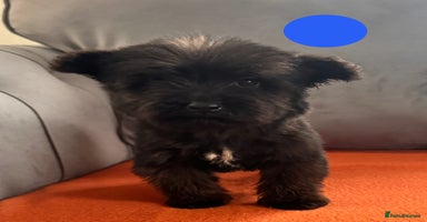 Mixed Breed dogs - Advert 10