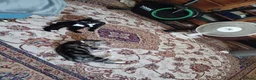 Mixed Breed cats for sale: Playful, loving, and gorgeous kittens  - Advert 2