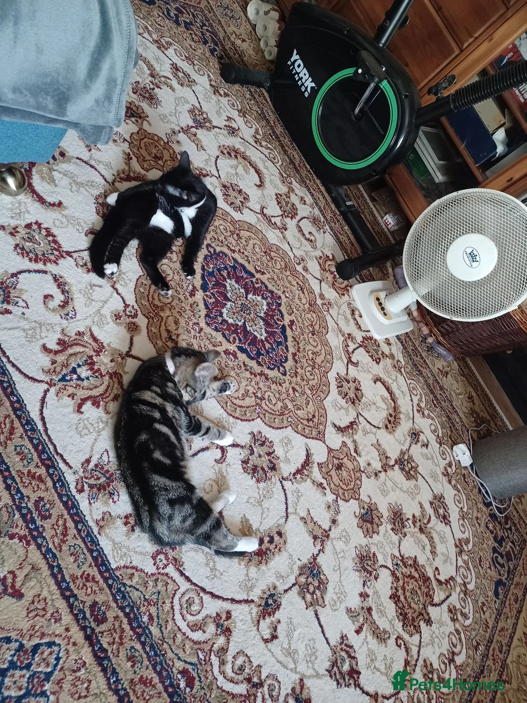 Mixed Breed cats for sale: Playful, loving, and gorgeous kittens  - Advert 2