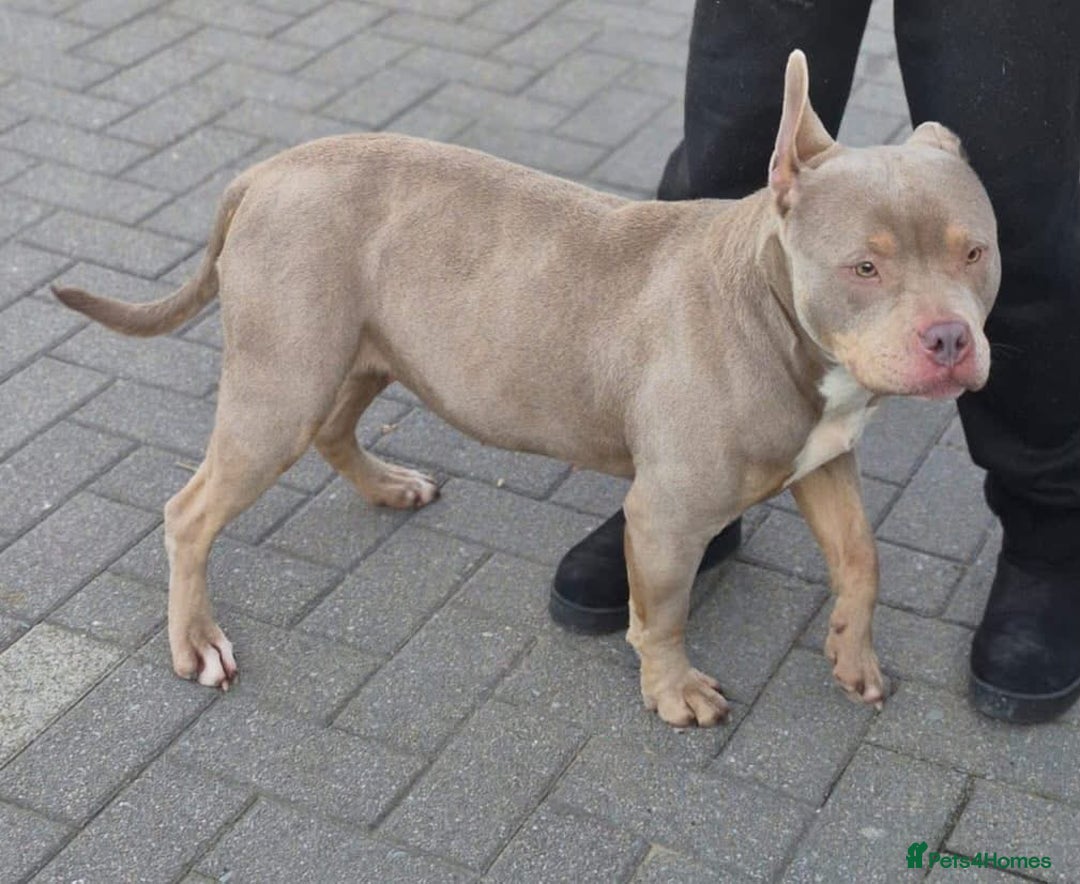 American Bully dogs for sale: American pocket bully 11weeks old  - Advert 6