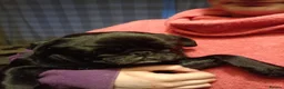 Pug dogs for sale: Pug need to rehome ASAP in Oldham - Advert 2