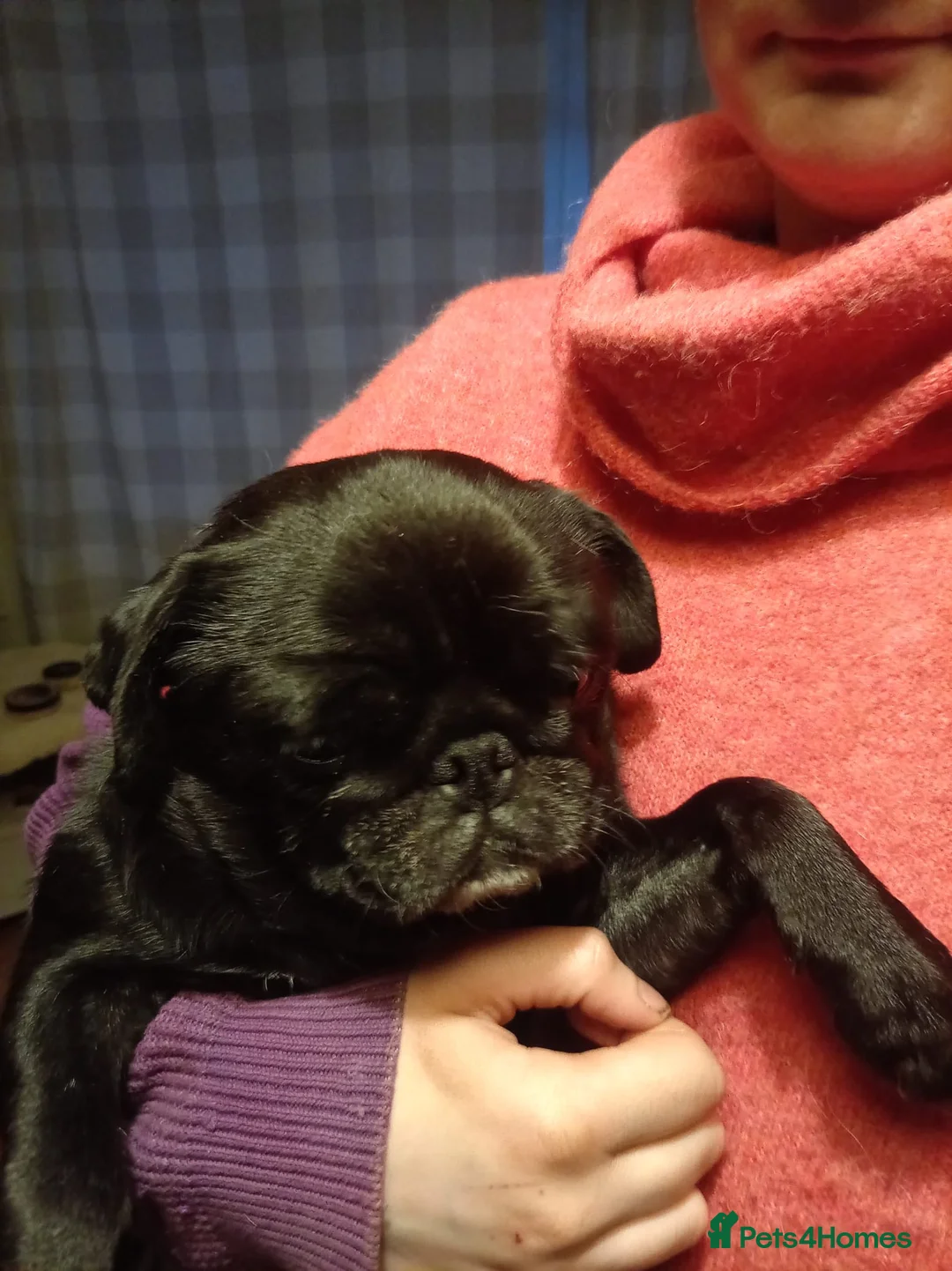 Pug dogs for sale: Pug need to rehome ASAP in Oldham - Advert 2