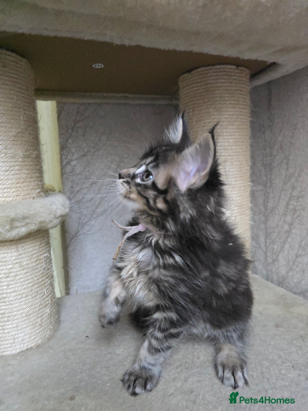 Maine Coon cats for sale: Beautiful TICA Pedigree Maine Coon Kittens - Advert 5