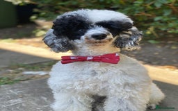 Toy Poodle dogs for stud: Parti Toy Poodle KCregistered PRA PRCD NEG proven - Image 11
