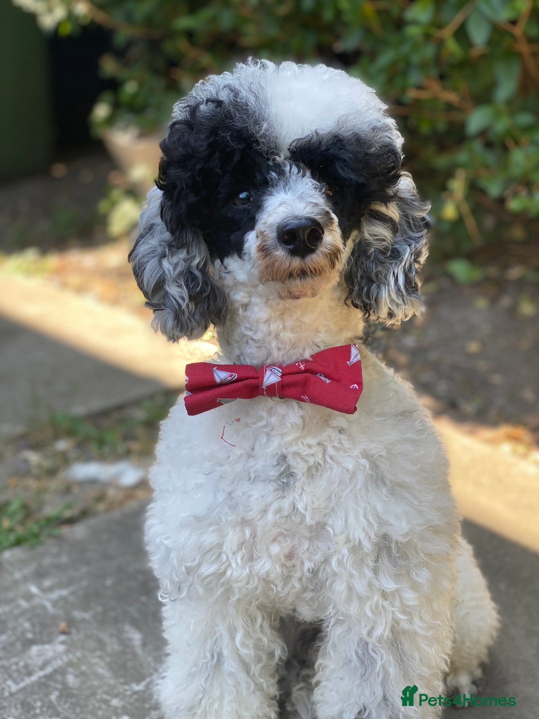 Toy Poodle dogs for stud: Parti Toy Poodle KCregistered PRA PRCD NEG proven - Image 11