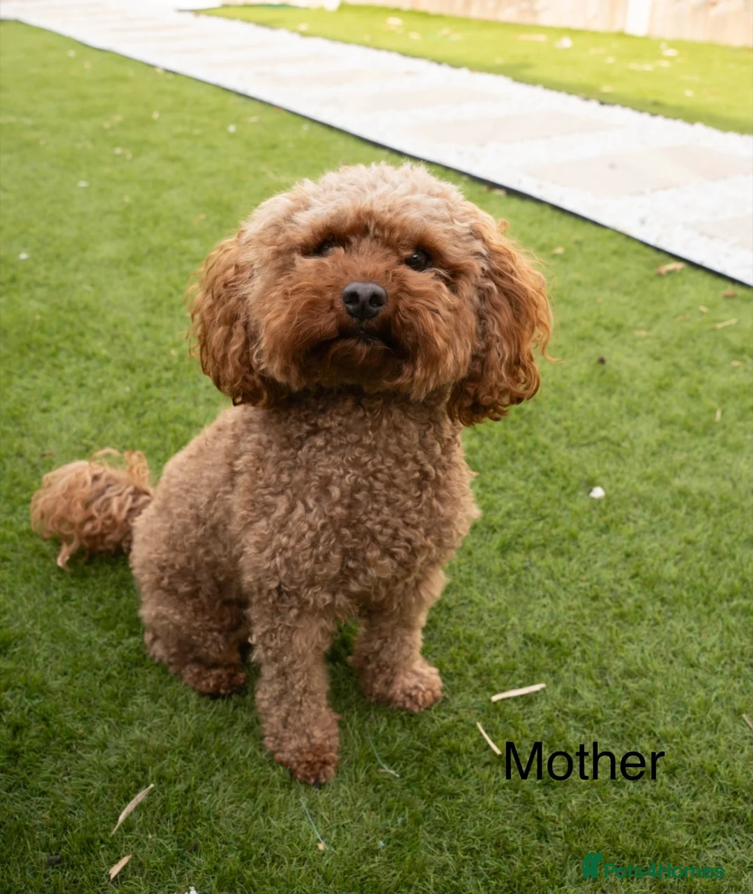 Toy Poodle dogs for sale: 🐾 GORGEOUS RED TOY POODLE GIRLS - Advert 2