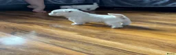 West Highland Terrier dogs for sale: West highland terrier puppies  - Advert 31