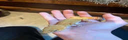 Gecko reptiles for sale: Leopard Gecko in Stockton-on-Tees - Advert 4