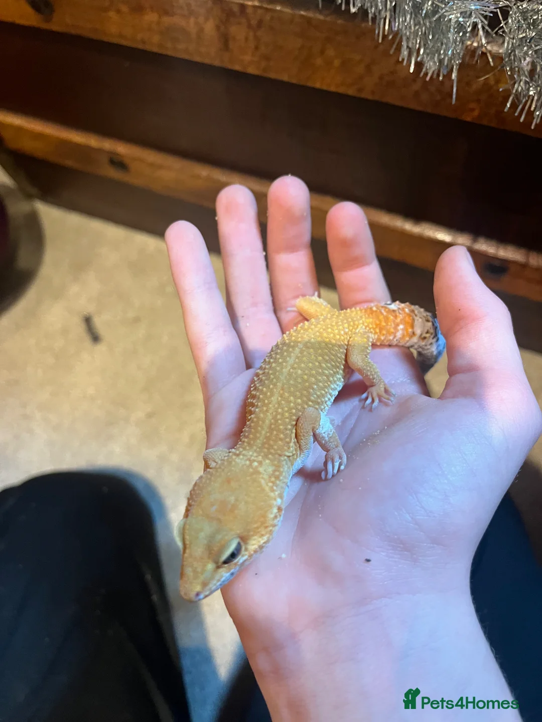 Gecko reptiles for sale: Leopard Gecko in Stockton-on-Tees - Advert 4
