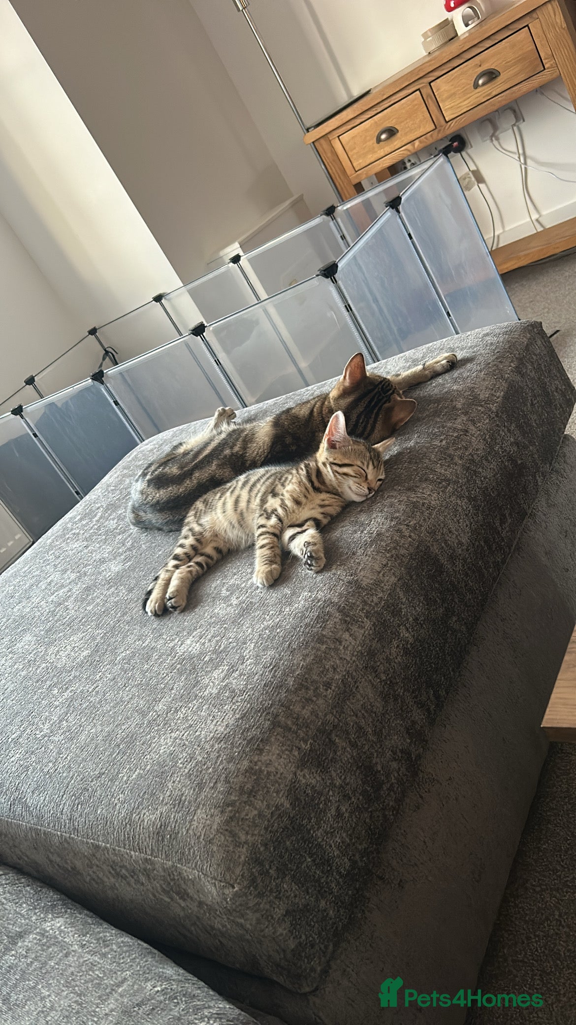Mixed Breed cats 3 beautiful bengal x American shorthair kittens - Advert 2