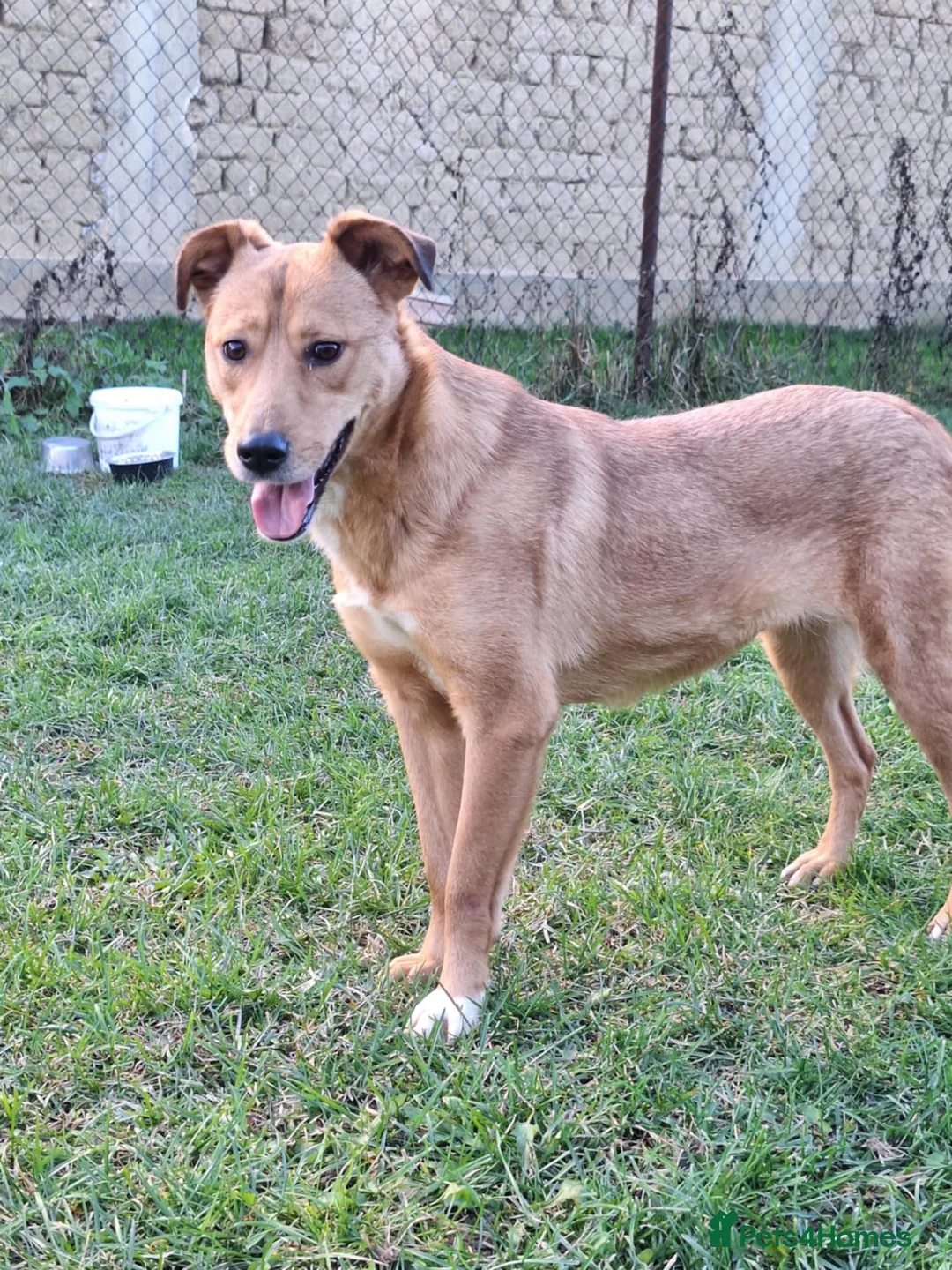 Mixed Breed dogs for adoption: Laika for adoption - Advert 6