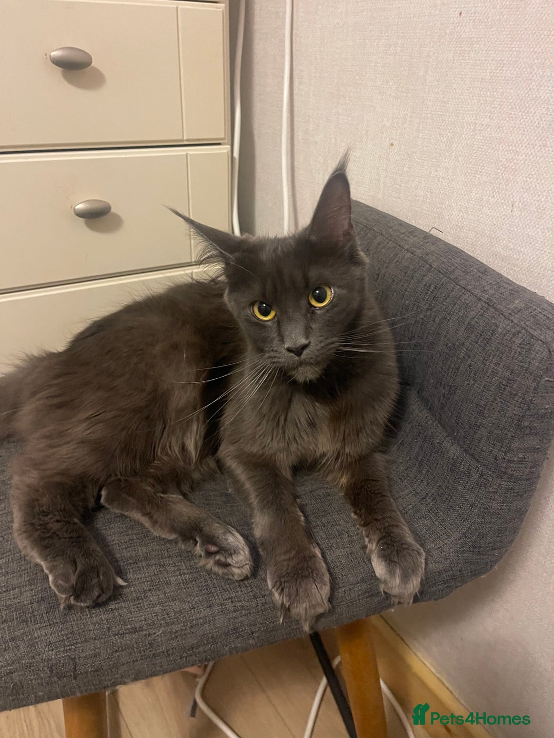 Maine Coon cats for sale: Main coon kitten - Advert 1