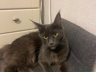 Maine Coon cats Main coon kitten - Advert 2