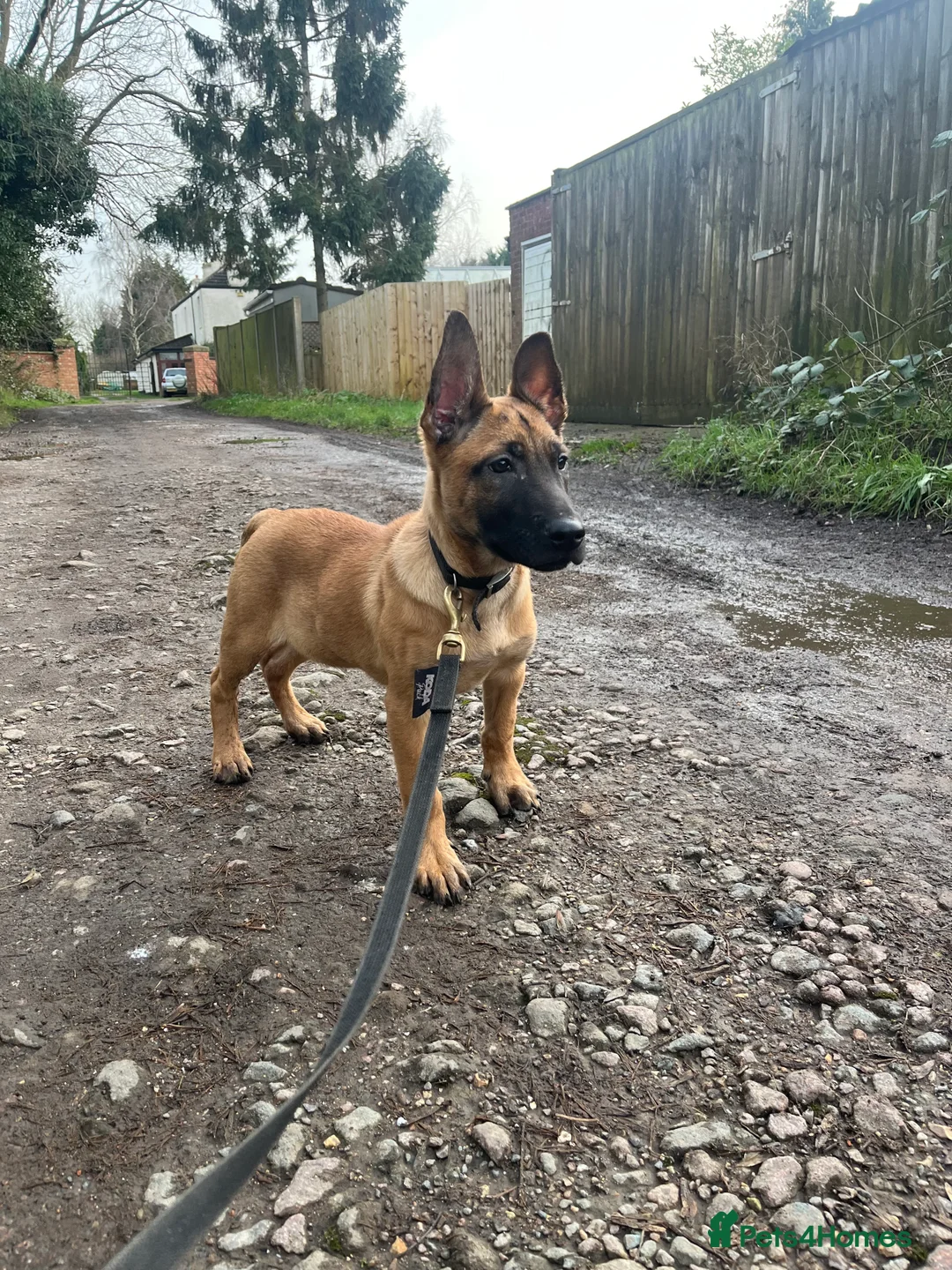 Belgian Shepherd Dog dogs for sale: Dutch Shepherd KNPV - Advert 3