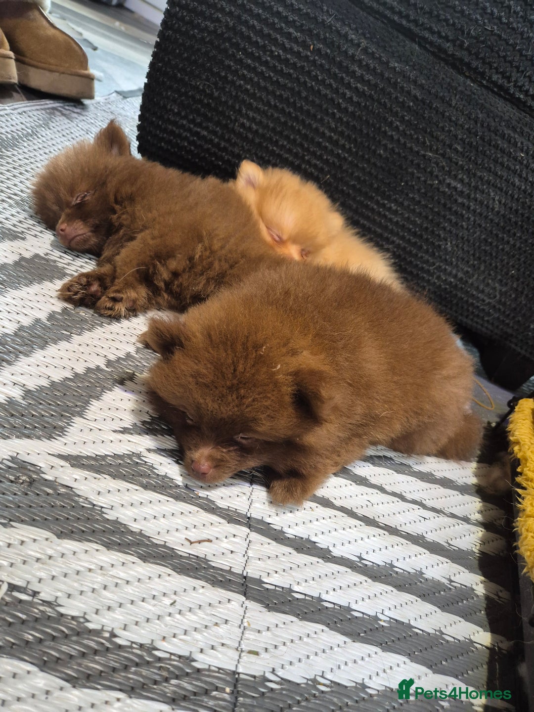 Pomeranian dogs for sale: Pomeranian,  from fully health tested parents  - Image 8