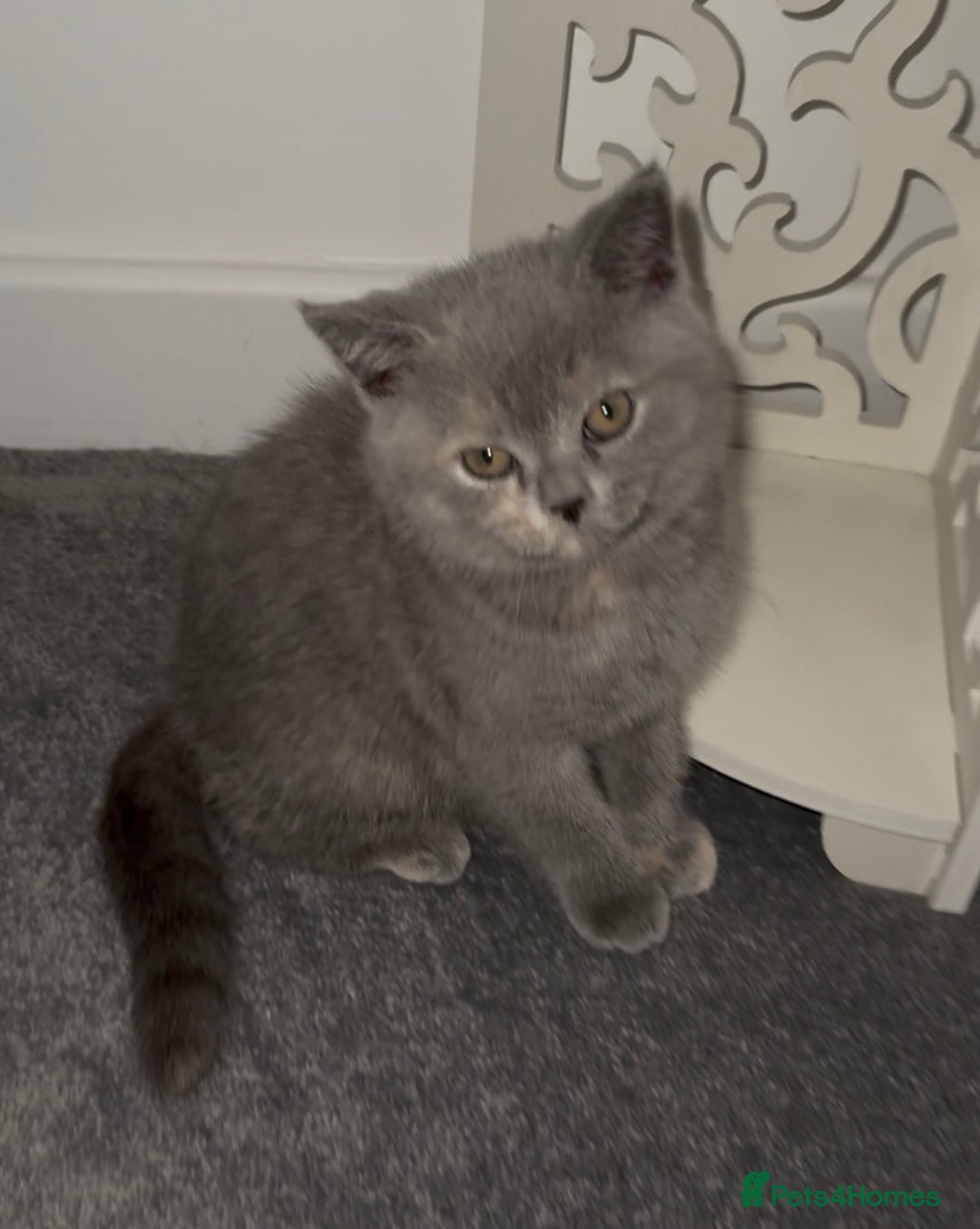 British Shorthair cats for sale: Stunning BSH furry babies all reserved  - Advert 15