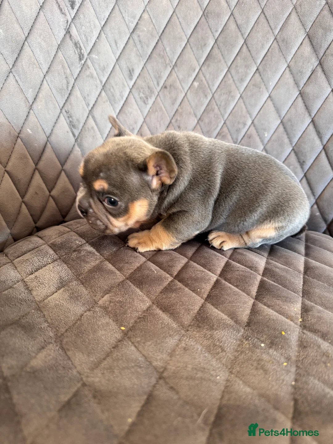 French Bulldog dogs for sale: KC reg Frenchbull dog puppies  - Advert 7
