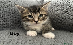 British Shorthair cats for sale: Kittens ready now  - Image 1