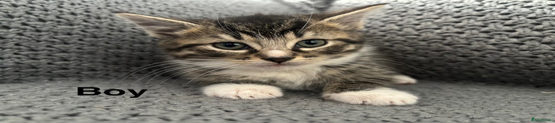 British Shorthair Kitten 1