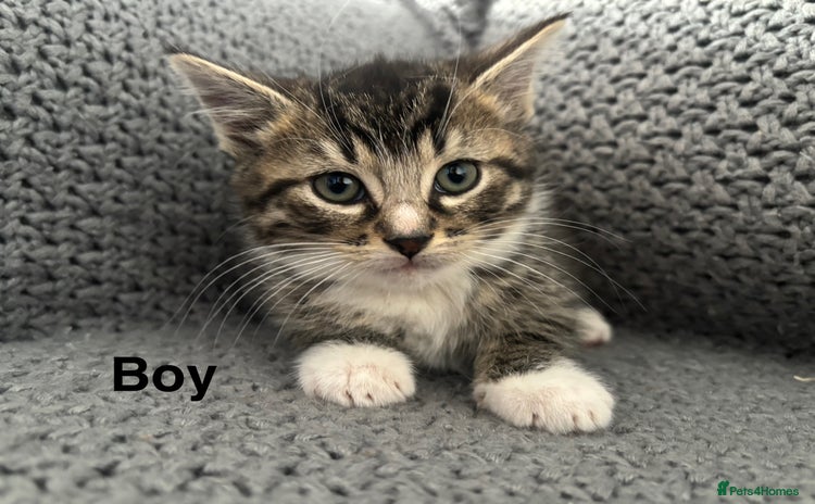 British Shorthair cats - Advert 2