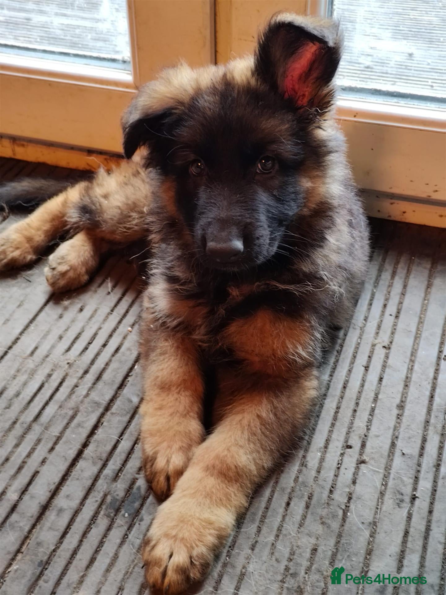 German Shepherd dogs  5th Generation German Shepherd puppies - Advert 5