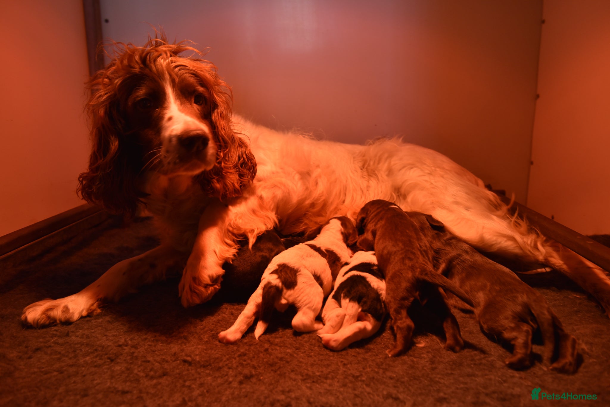 Sprocker dogs Traditional Sprockers From Health Tested Lines - Advert 2