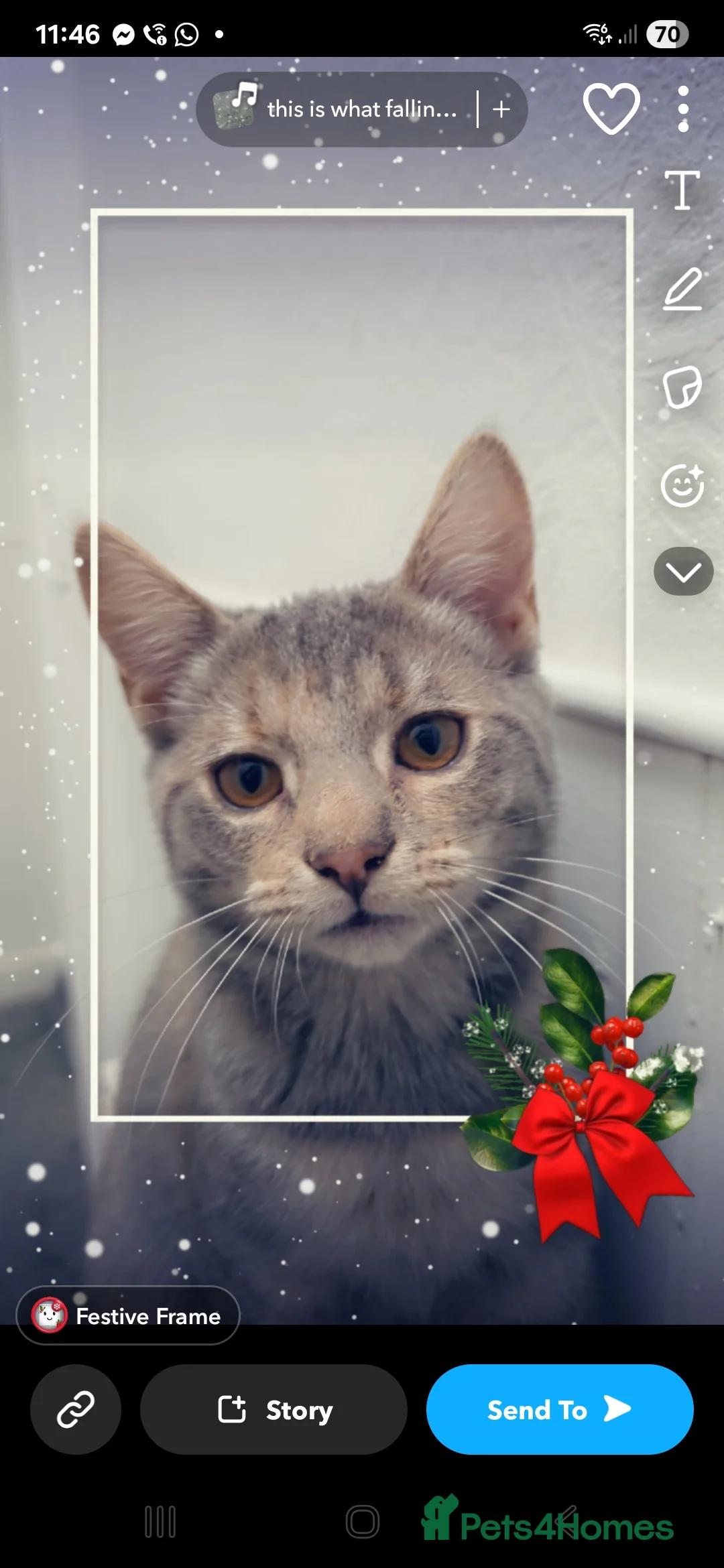 Mixed Breed cats for sale: 2 kittens to go together  - Advert 4