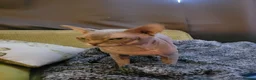 Sphynx cats for sale: Lovely boy sphynx cat in Crediton - Advert 7