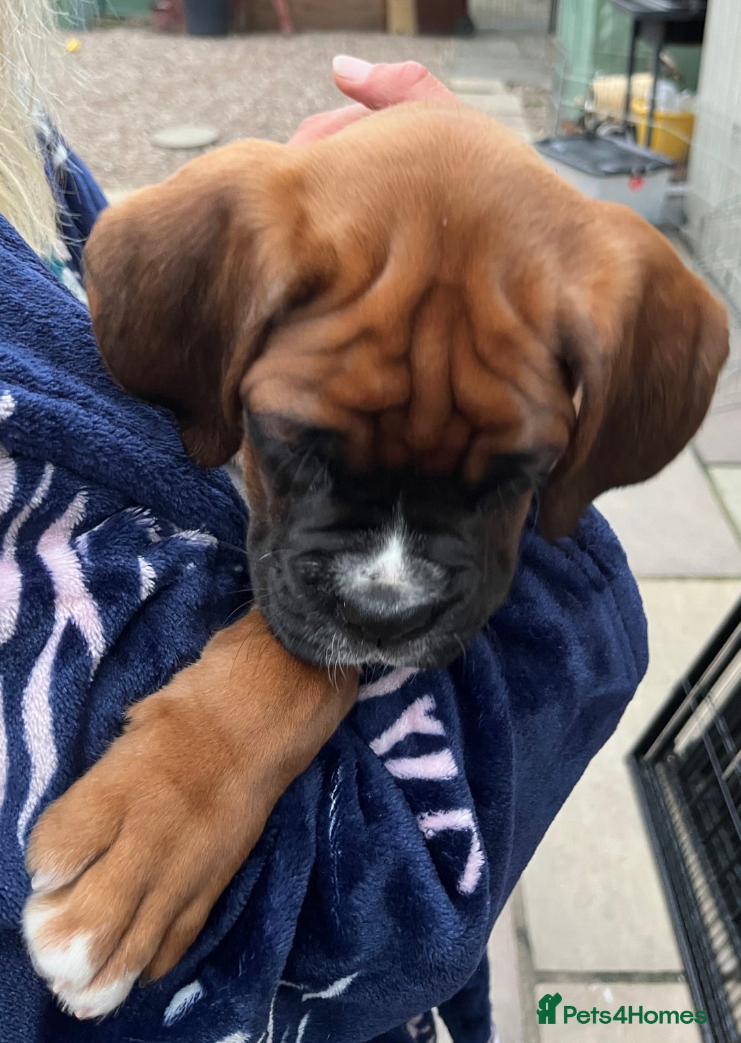 Boxer dogs for sale: READY TO GO - Chunky KC registered Boxer pups - Image 23