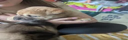 Mixed Breed dogs for sale: Sharpie cross - Advert 2