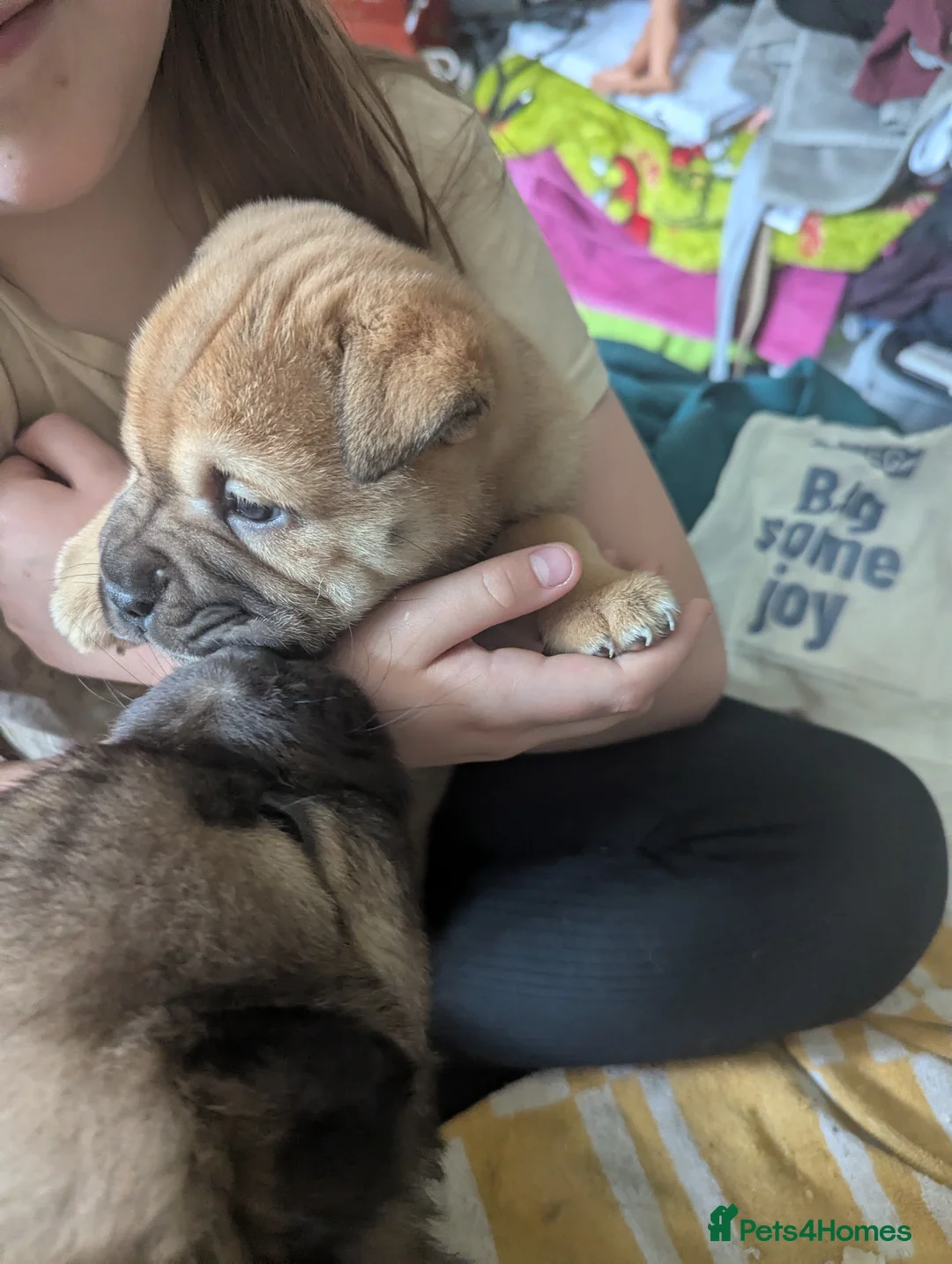 Mixed Breed dogs for sale: Sharpie cross - Advert 2