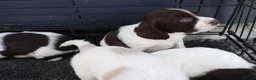 Cocker Spaniel dogs for sale: 9 beautiful Cocker spaniel puppies  - Advert 3