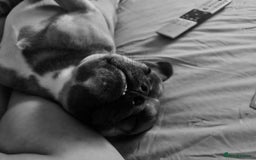 Mixed Breed dogs for sale: French bulldog crossed  - Image 4