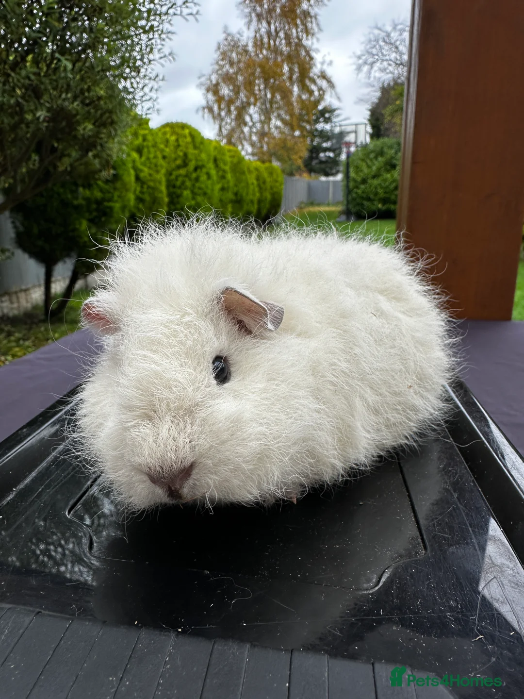 Guinea Pig rodents for sale: Teddy Guinea girls=£60 and few boys=£20 Thank you. - Advert 2