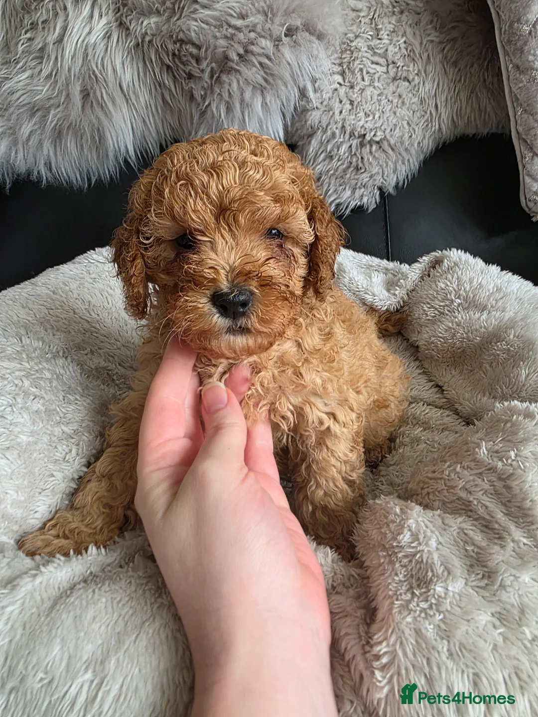 Cockapoo dogs for sale: Cream Cockapoo puppies - Advert 25